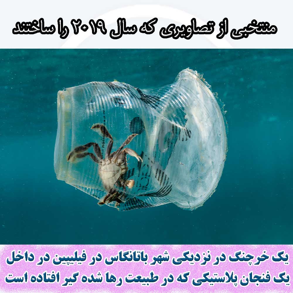 یک خرچنگ در نزدیکی شهر باتانگاس در فیلیپین در داخل یک فنجان